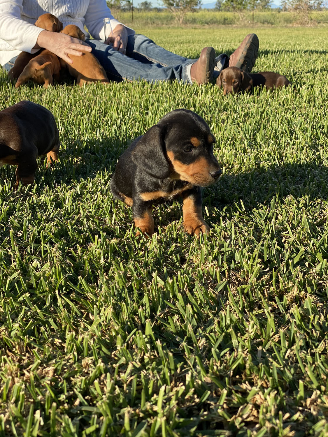 Gem Dachshunds | Dachshund Puppies NSW